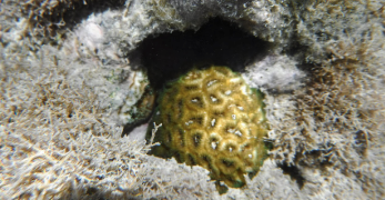 PELD_Corals.png